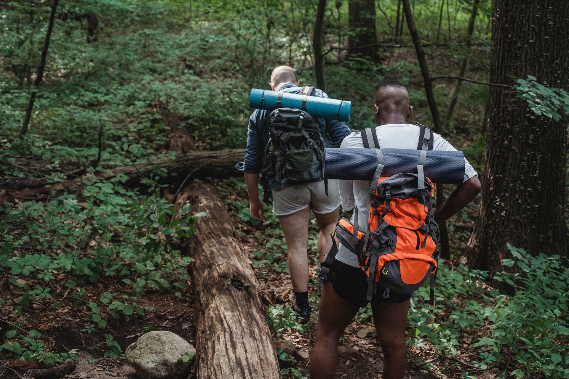 Randonnée à Bruce Trail au Région de Niagara Image