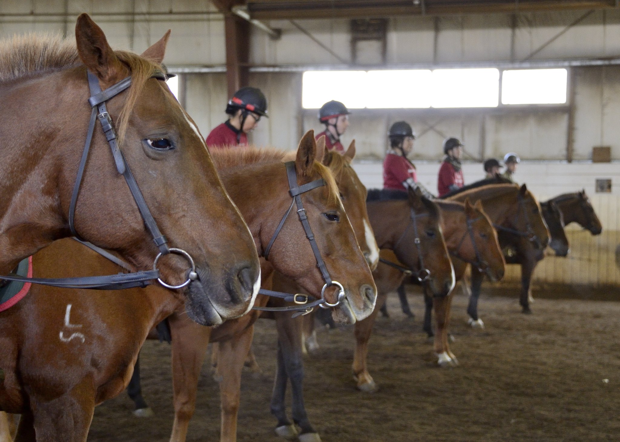 Camp d’équitation à Gabriel-de-Valcartier, Qué. Image