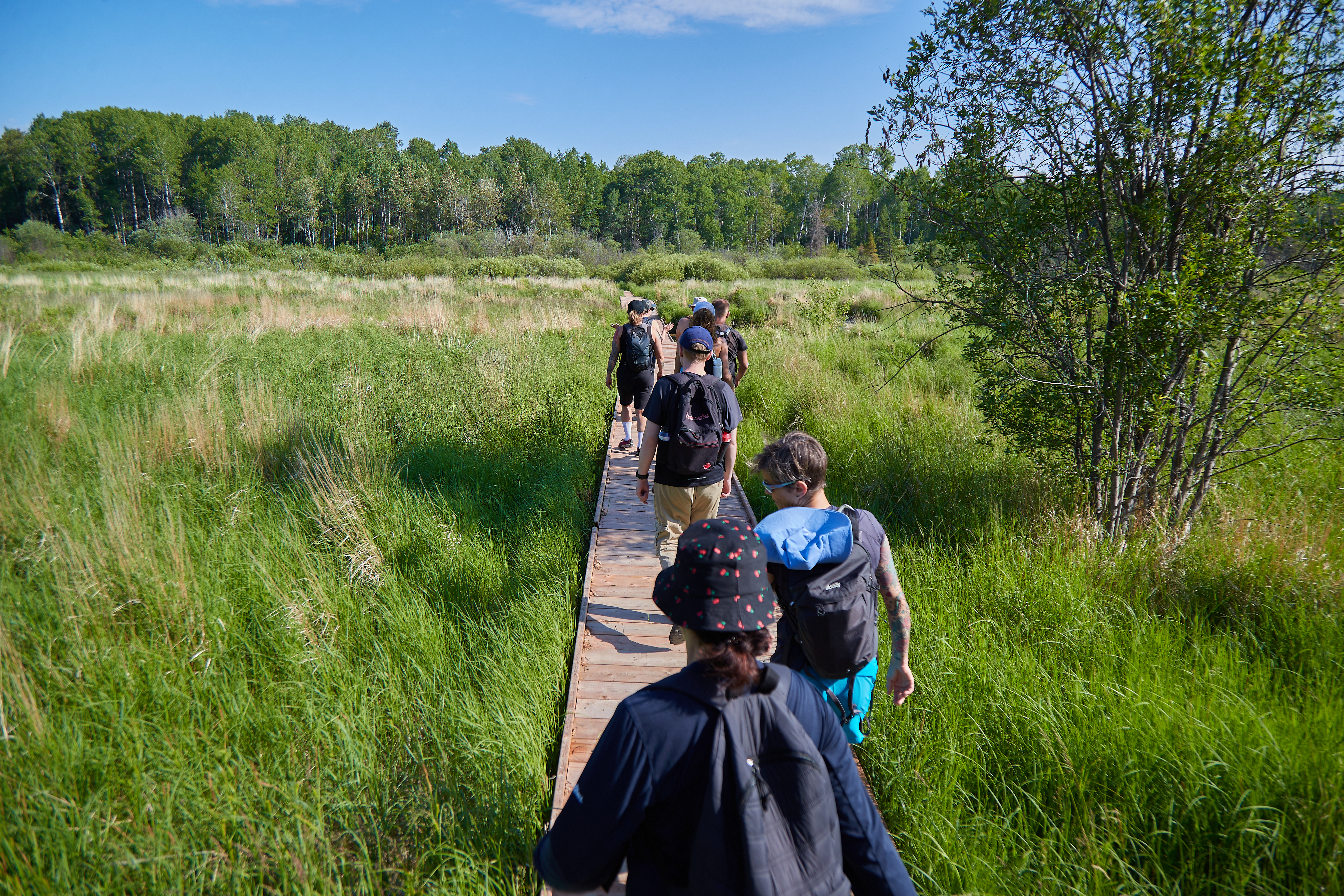 Marche en forêt et cueillette