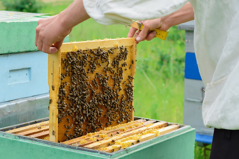  Cours sur les essentiels des abeilles - 2026 - Fall River, NS