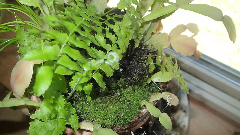 Atelier: Créez votre propre terrarium - 2026 - Vancouver, BC